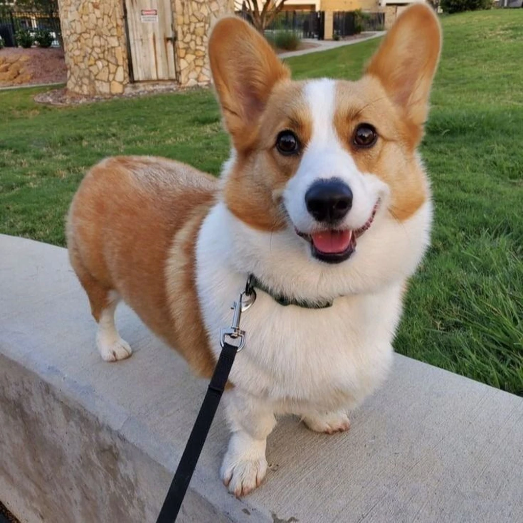 Galería Corgi — foto 3 · Animal Pets Medellín