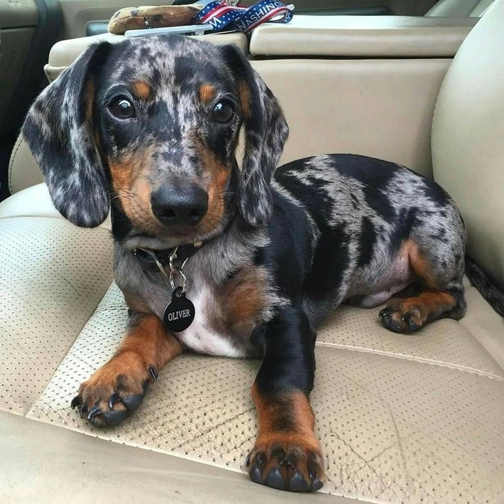 Cachorro Teckel (Salchicha) disponible en Animal Pets Medellín