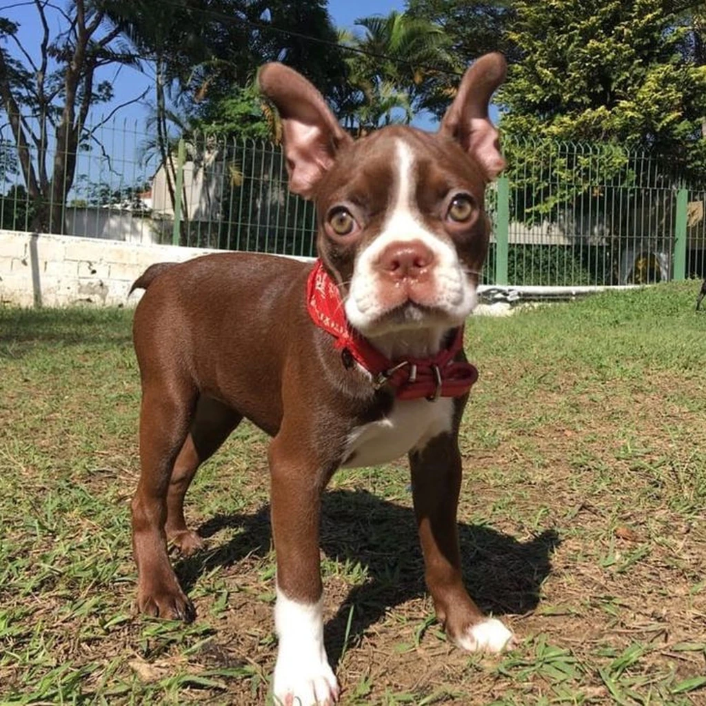 Galería Boston Terrier — foto 2 · Animal Pets Medellín