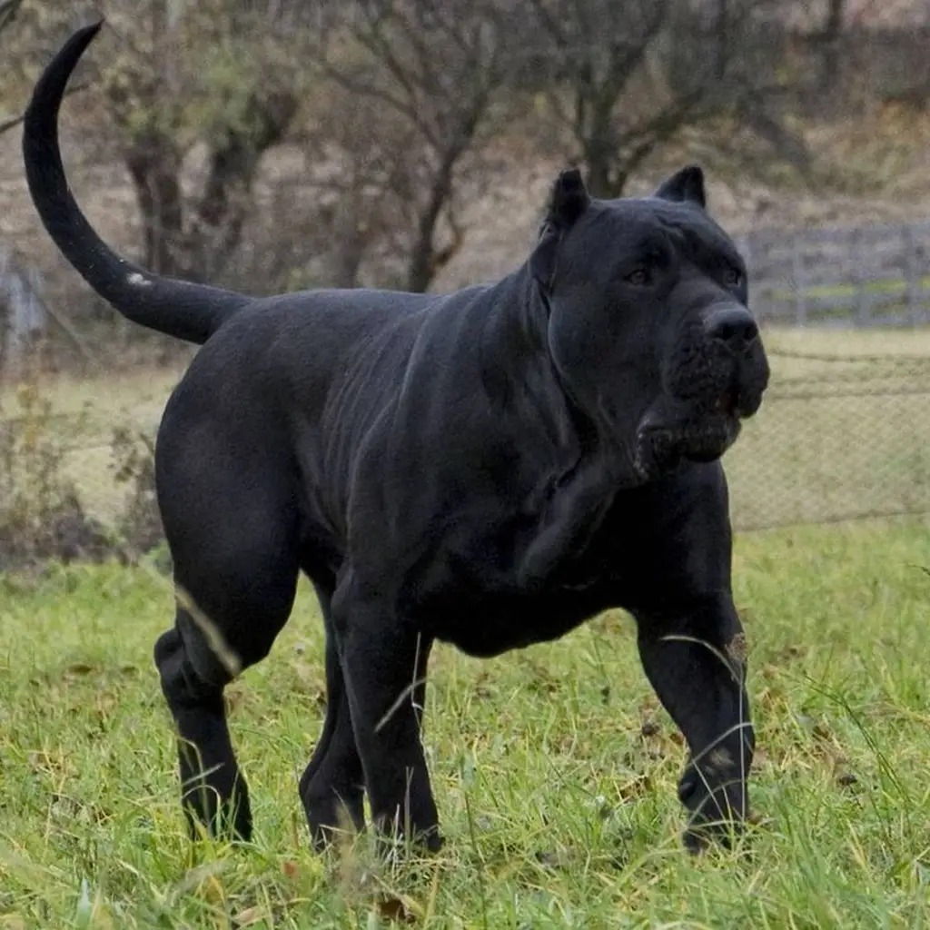 Cachorro Cane Corso de raza pura disponible en Animal Pets Medellín