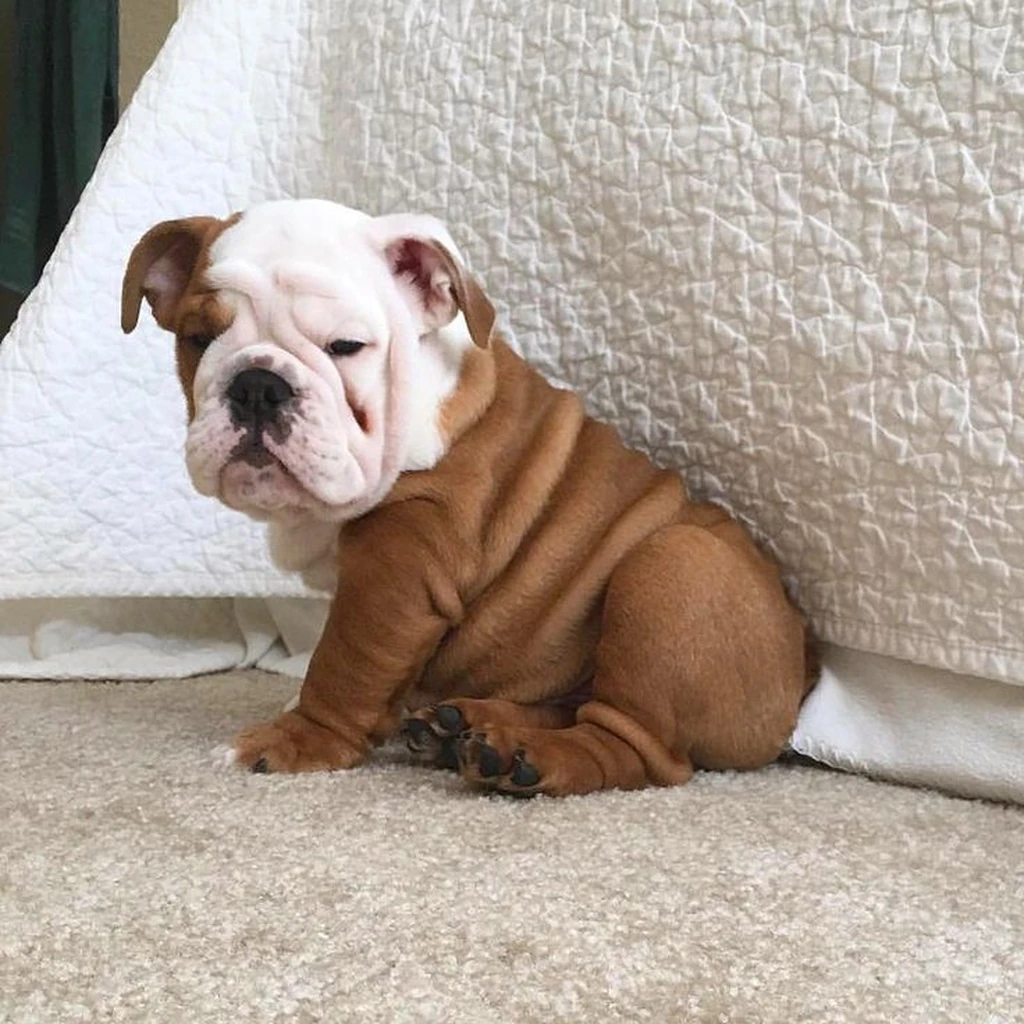 Galería Bulldog Inglés — foto 2 · Animal Pets Medellín