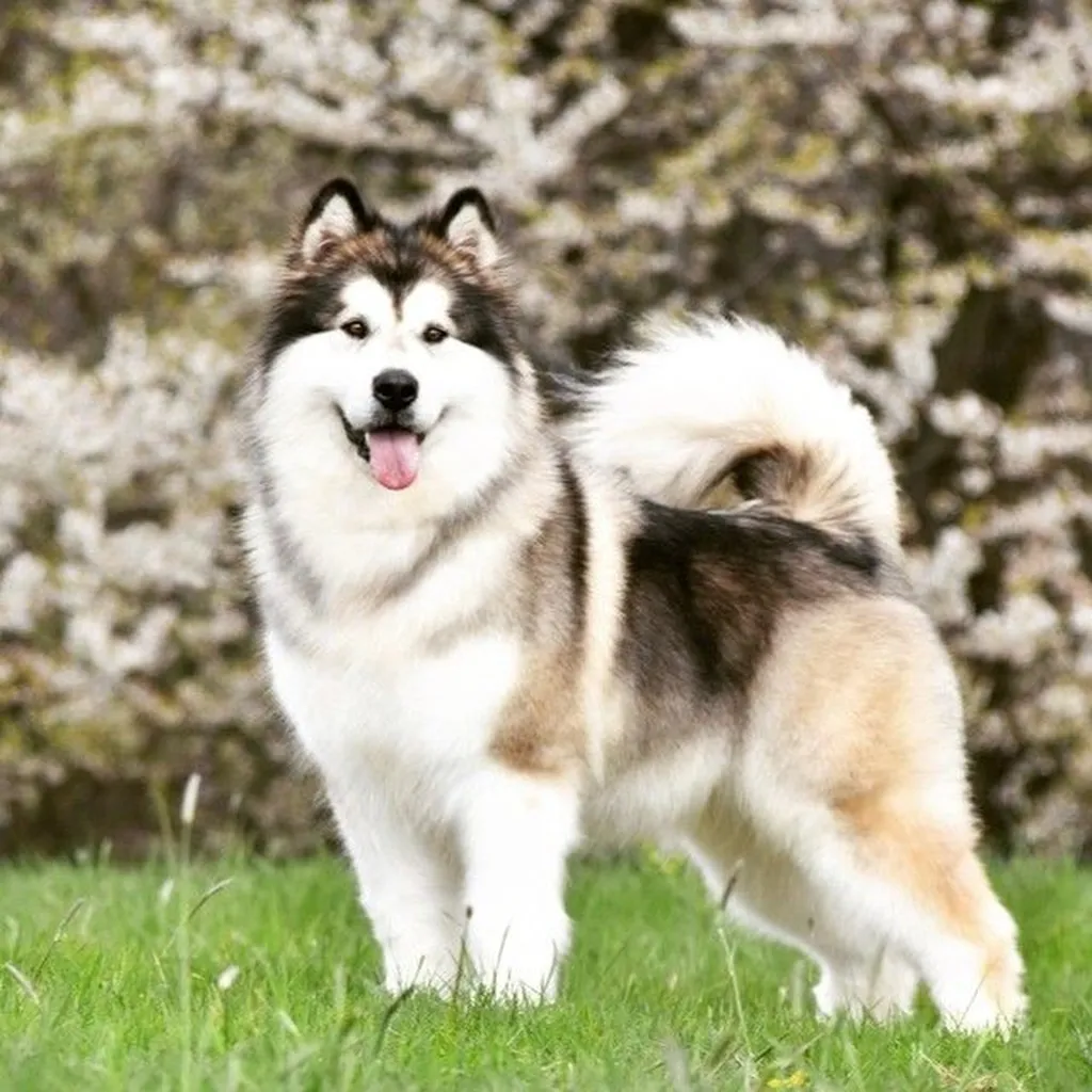 Galería Alaskan Malamute — foto 2 · Animal Pets Medellín