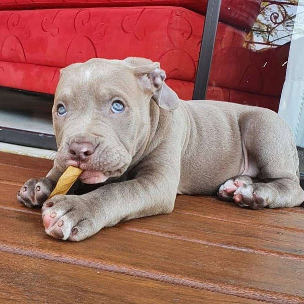 Galería American Bully — foto 3 · Animal Pets Medellín