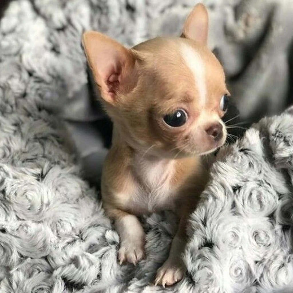 Cachorro Chihuahua disponible en Animal Pets Medellín