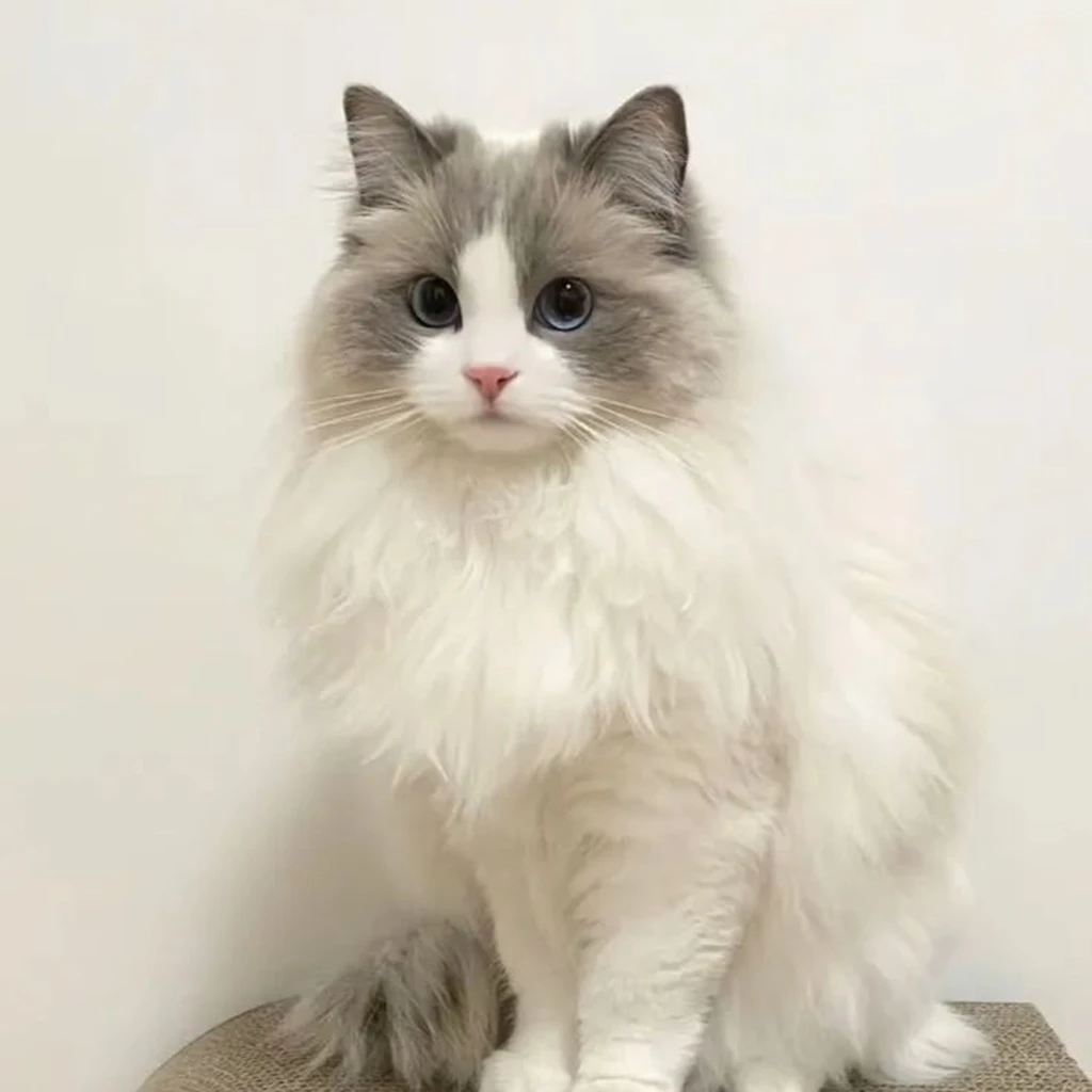 Galería Gato Ragdoll — foto 3 · Animal Pets Medellín