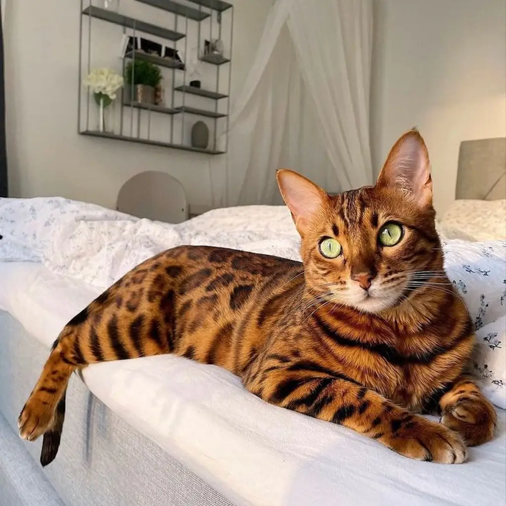 Galería Gato Bengalí — foto 3 · Animal Pets Medellín
