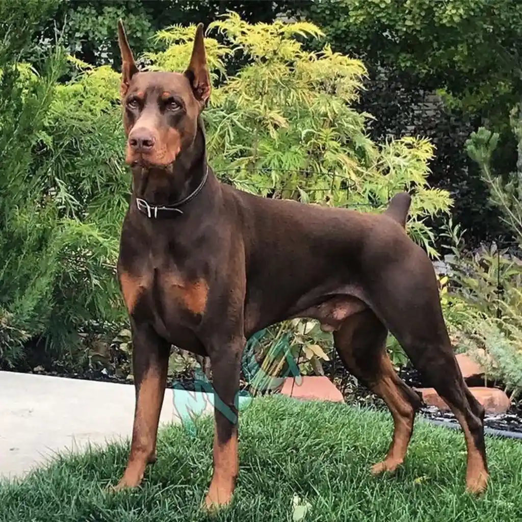 Galería Doberman — foto 2 · Animal Pets Medellín