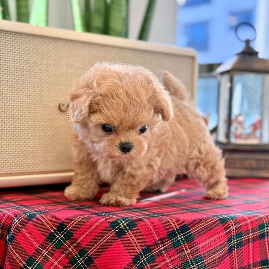 Galería Maltipoo — foto 3 · Animal Pets Medellín