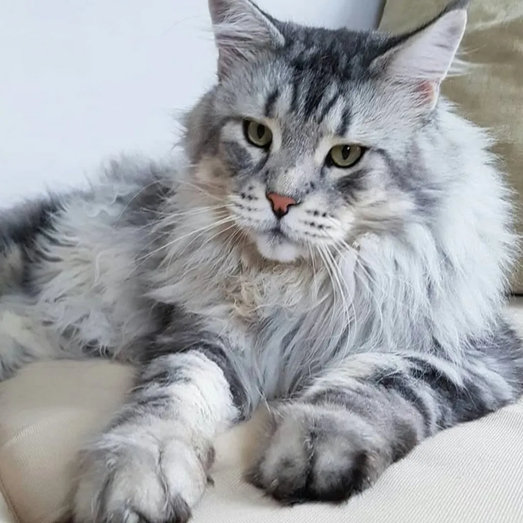 Galería Gato Maine Coon — foto 2 · Animal Pets Medellín