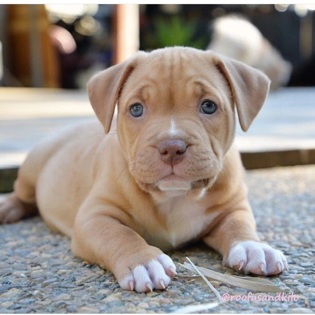 Galería American Bully — foto 2 · Animal Pets Medellín