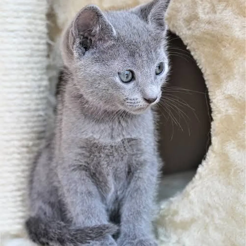 Cachorro Gato Ruso Azul de raza pura disponible en Animal Pets Medellín