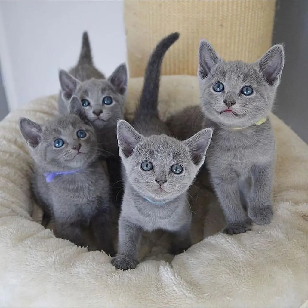 Galería Gato Ruso Azul — foto 3 · Animal Pets Medellín