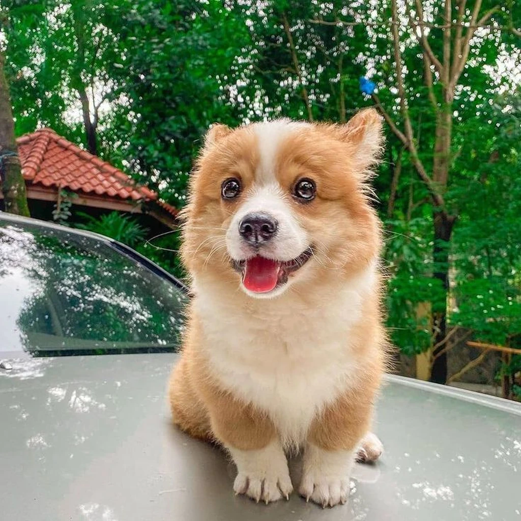Cachorro Corgi disponible en Animal Pets Medellín