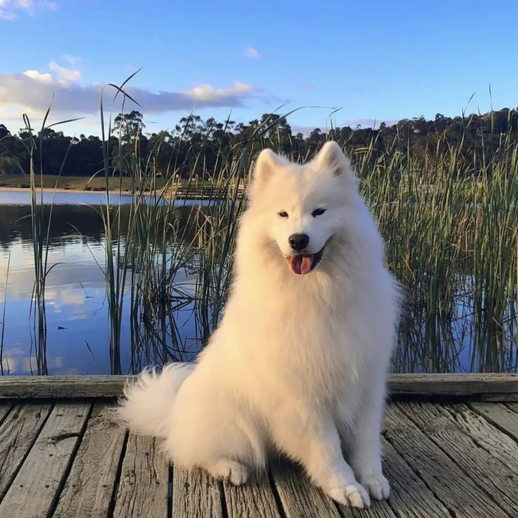 Cachorro Samoyedo de raza pura disponible en Animal Pets Medellín
