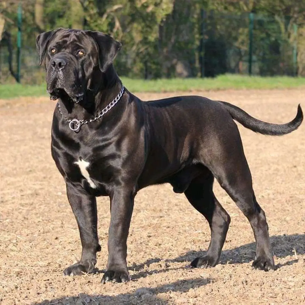 Galería Cane Corso — foto 3 · Animal Pets Medellín