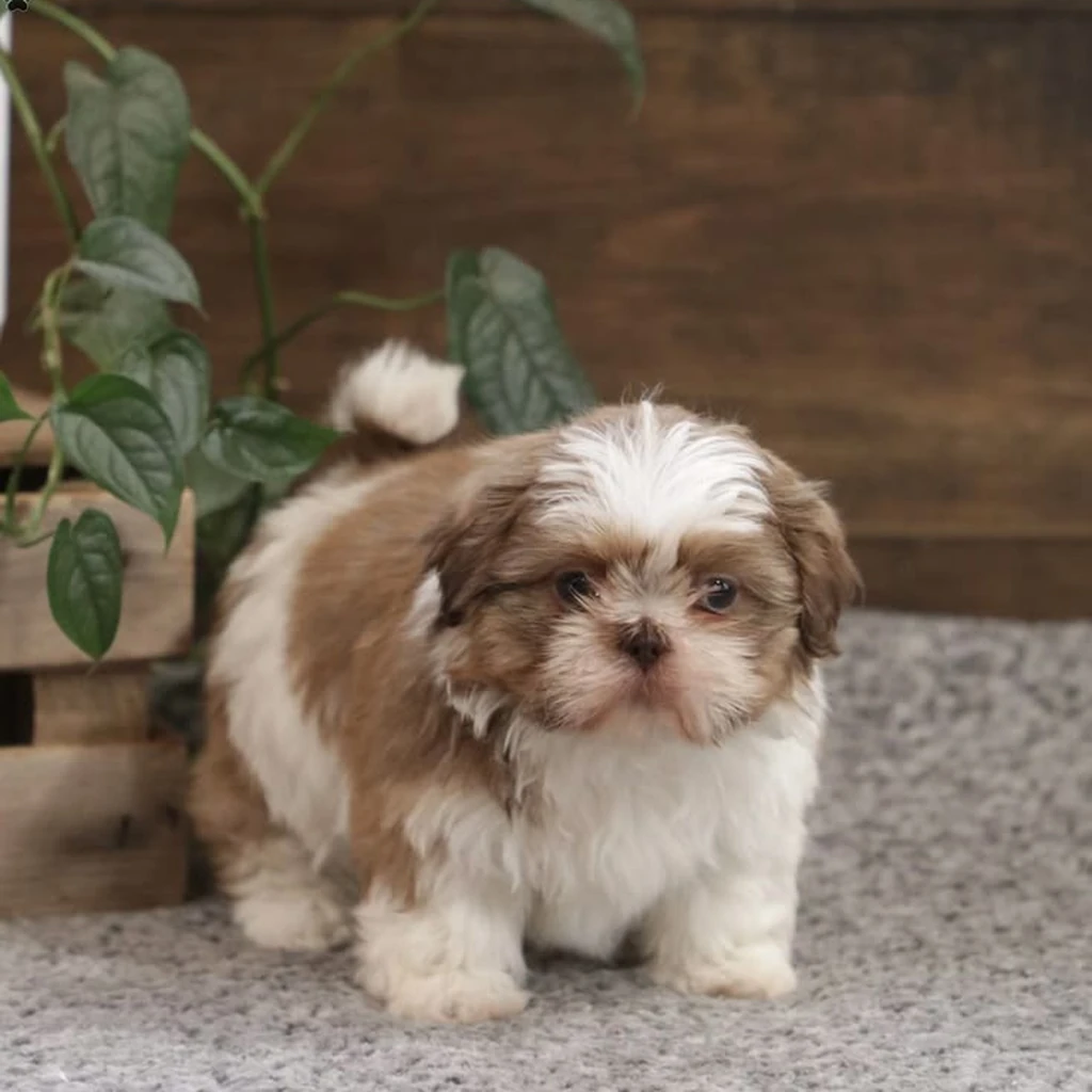 Galería Shih Tzu — foto 2 · Animal Pets Medellín