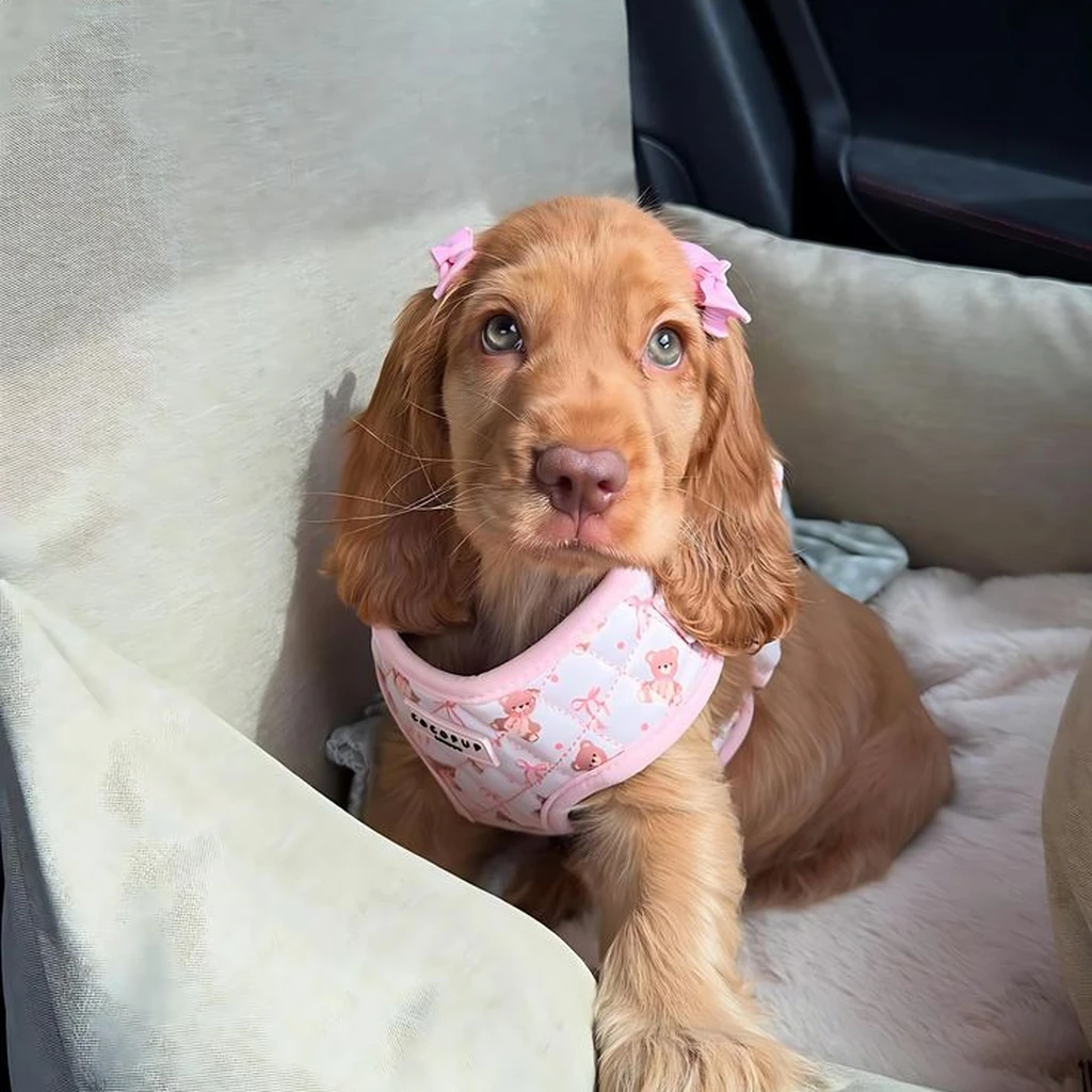 Galería Cocker Spaniel — foto 3 · Animal Pets Medellín