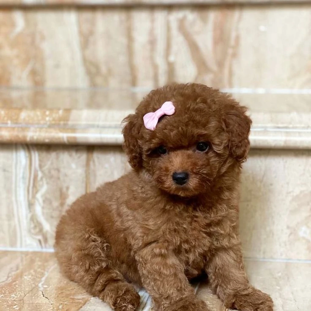 French Poodle (Caniche) — proceso de entrega en Medellín