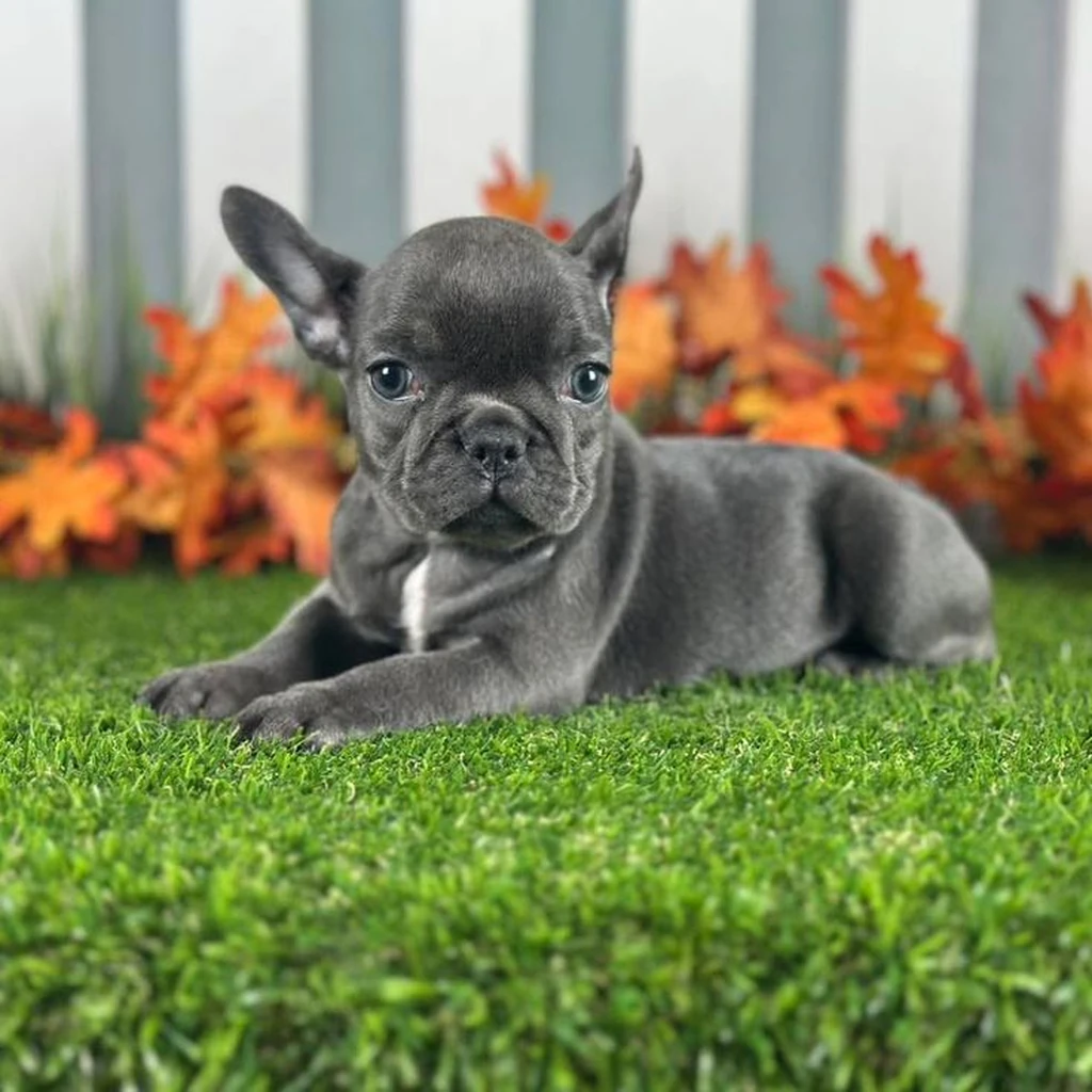 Galería Bulldog Francés — foto 3 · Animal Pets Medellín
