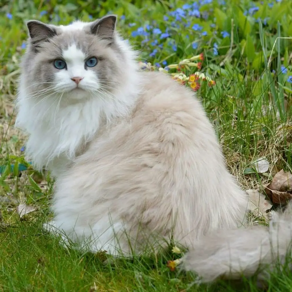 Galería Gato Ragdoll — foto 2 · Animal Pets Medellín