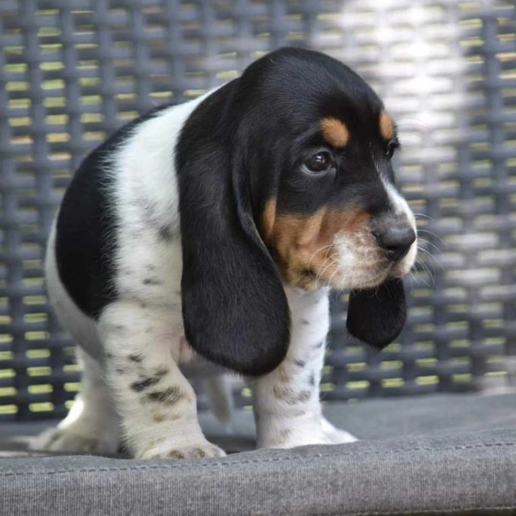 Galería Basset Hound — foto 2 · Animal Pets Medellín