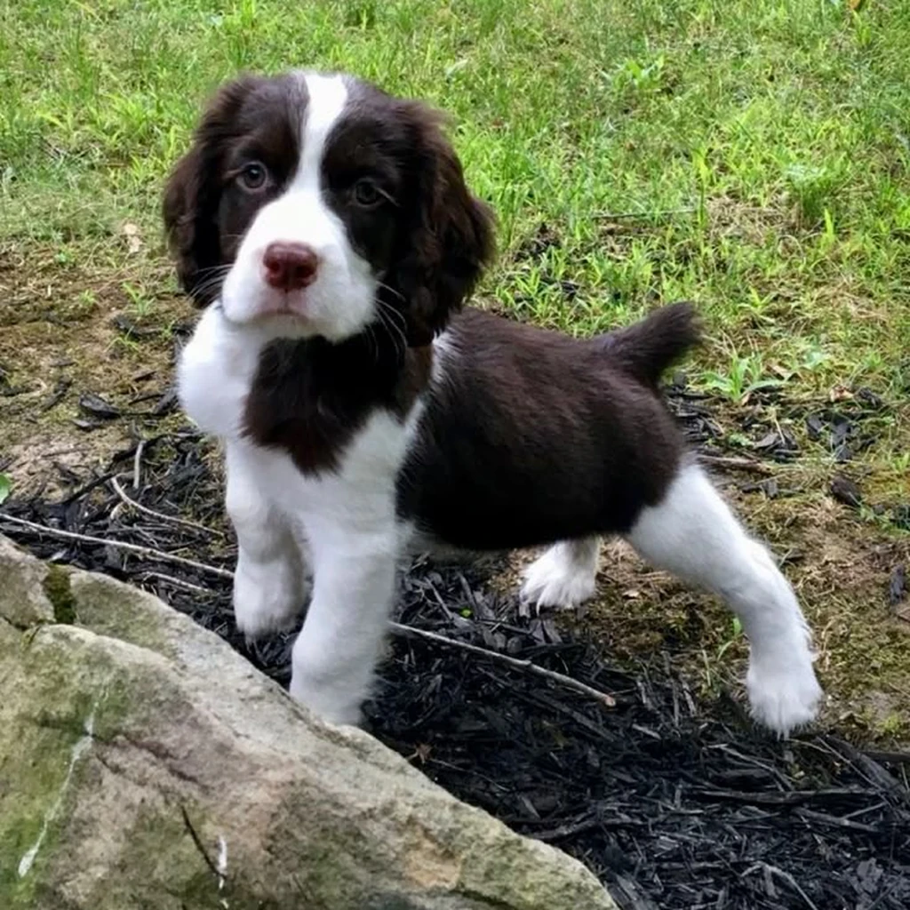 Cachorro Springer Spaniel de raza pura disponible en Animal Pets Medellín