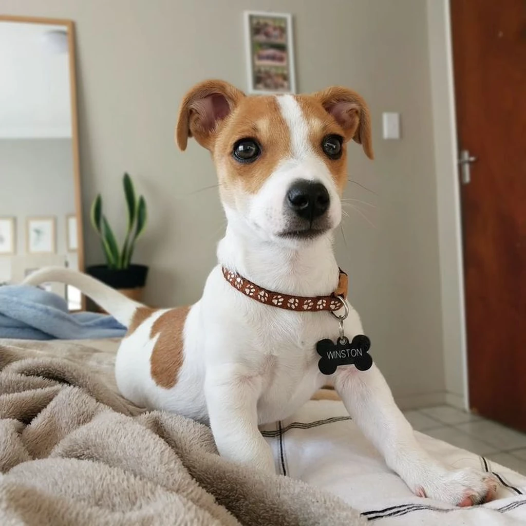 Galería Jack Russell Terrier — foto 3 · Animal Pets Medellín