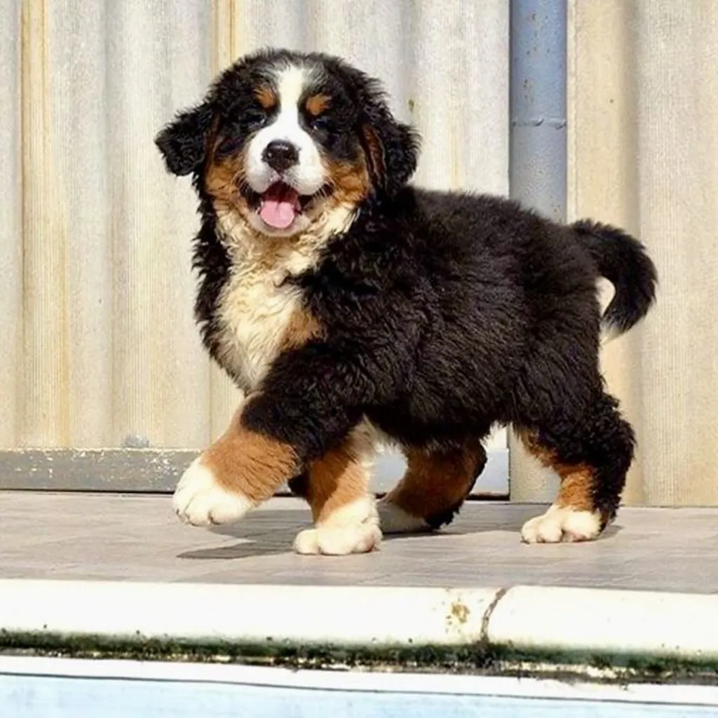 Cachorro Bernés de la Montaña de raza pura disponible en Animal Pets Medellín