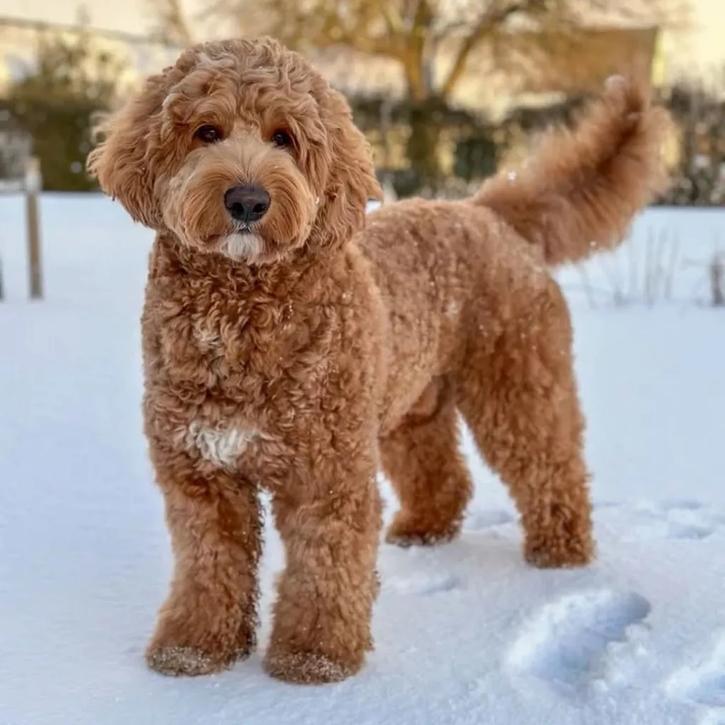 Galería Golden Doodle — foto 3 · Animal Pets Medellín