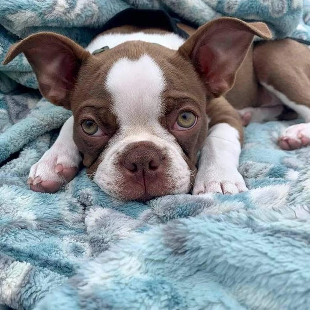 Galería Boston Terrier — foto 3 · Animal Pets Medellín