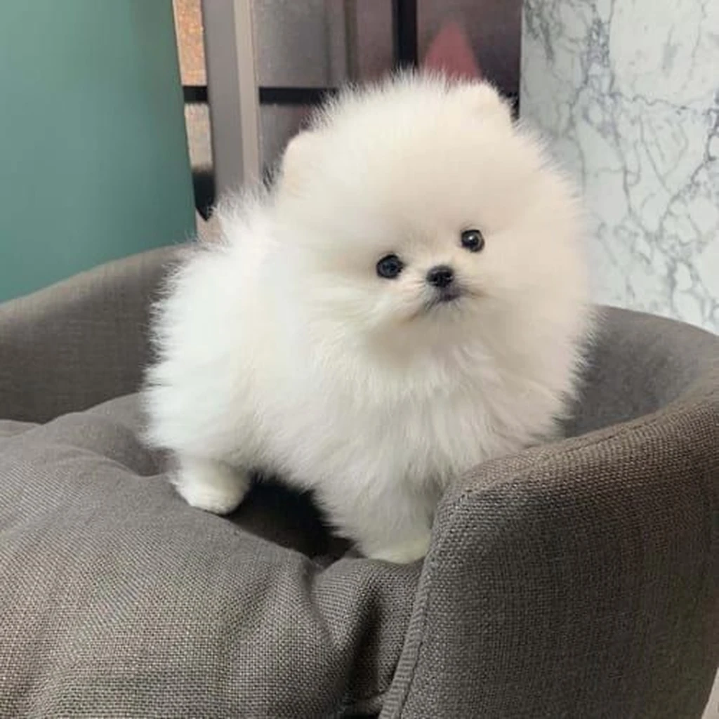 Cachorro Pomerania disponible en Animal Pets Medellín