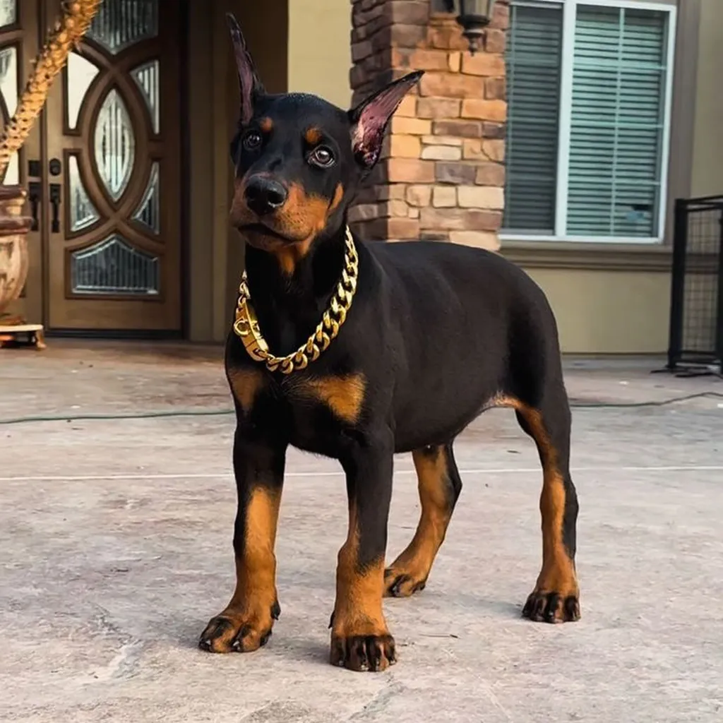 Doberman en Santo Domingo — precio y disponibilidad