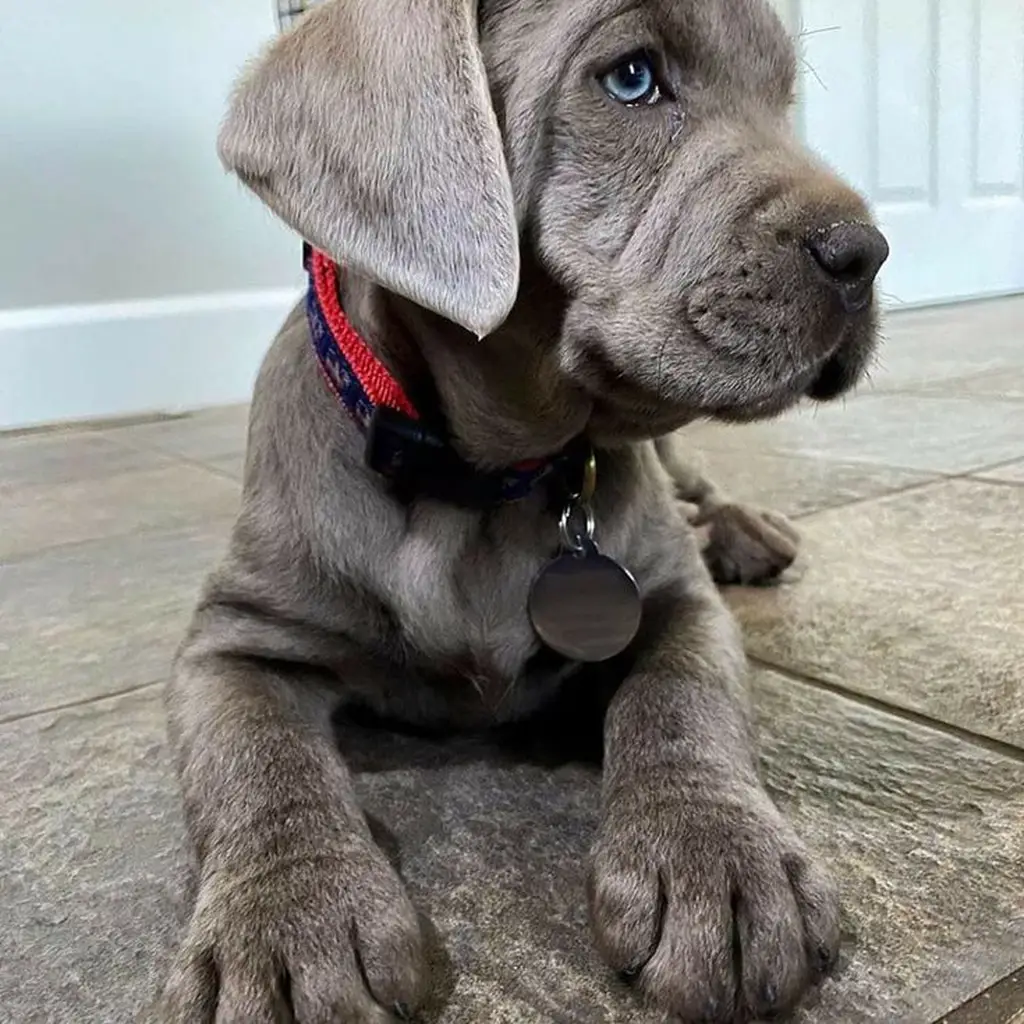 Cachorro Gran Danés de raza pura disponible en Animal Pets Medellín