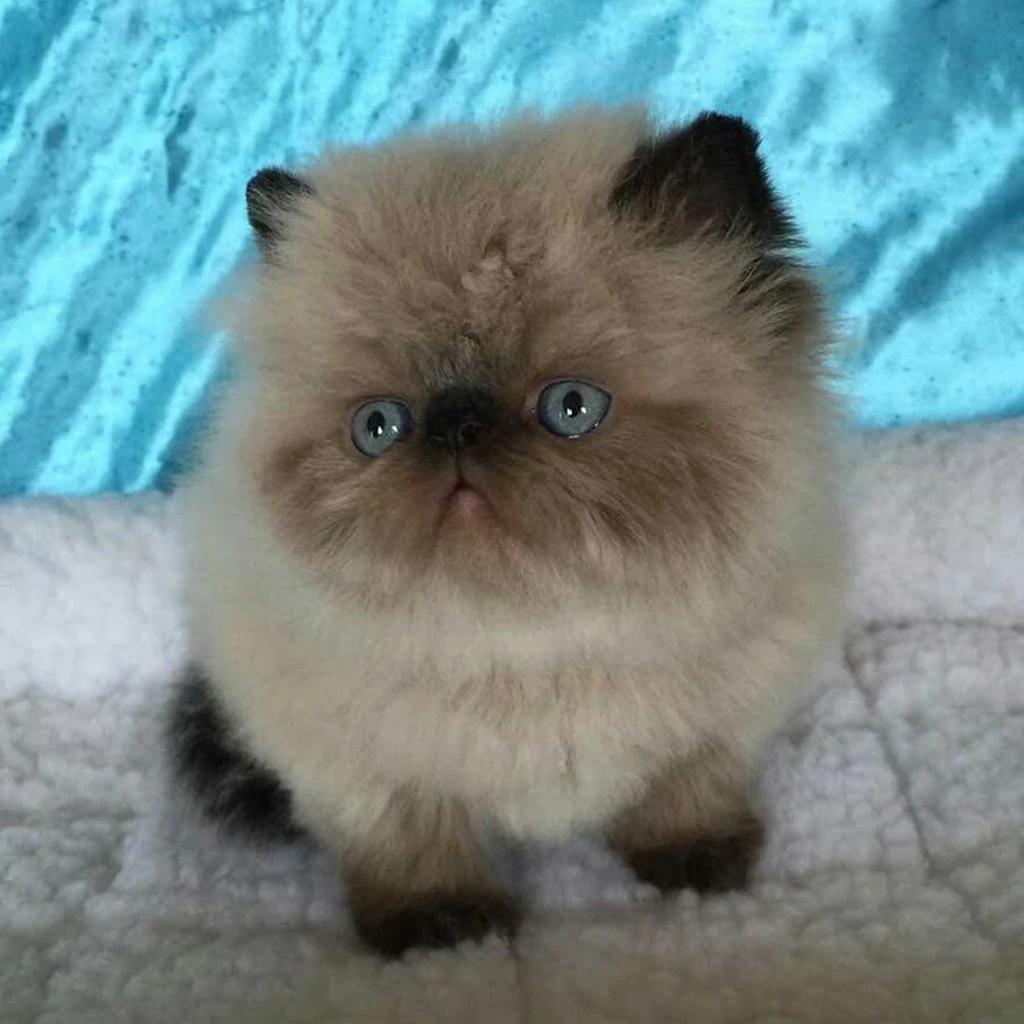Cachorro Gato Persa de raza pura disponible en Animal Pets Medellín