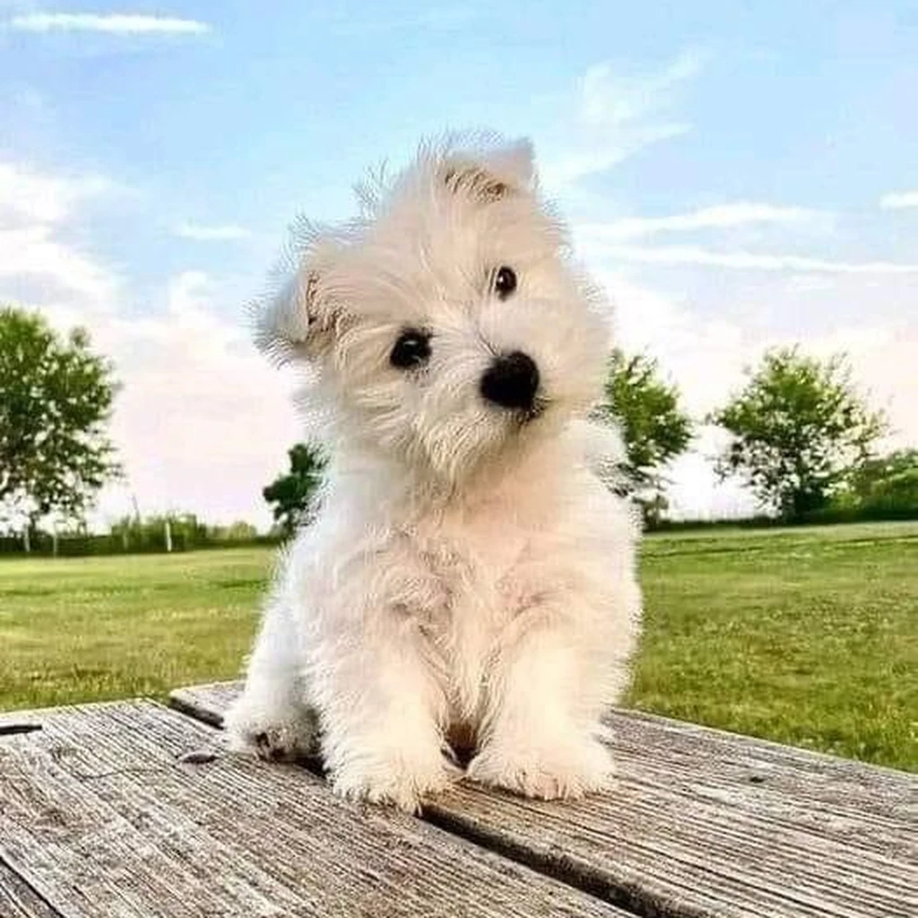 Galería West Highland Terrier — foto 3 · Animal Pets Medellín