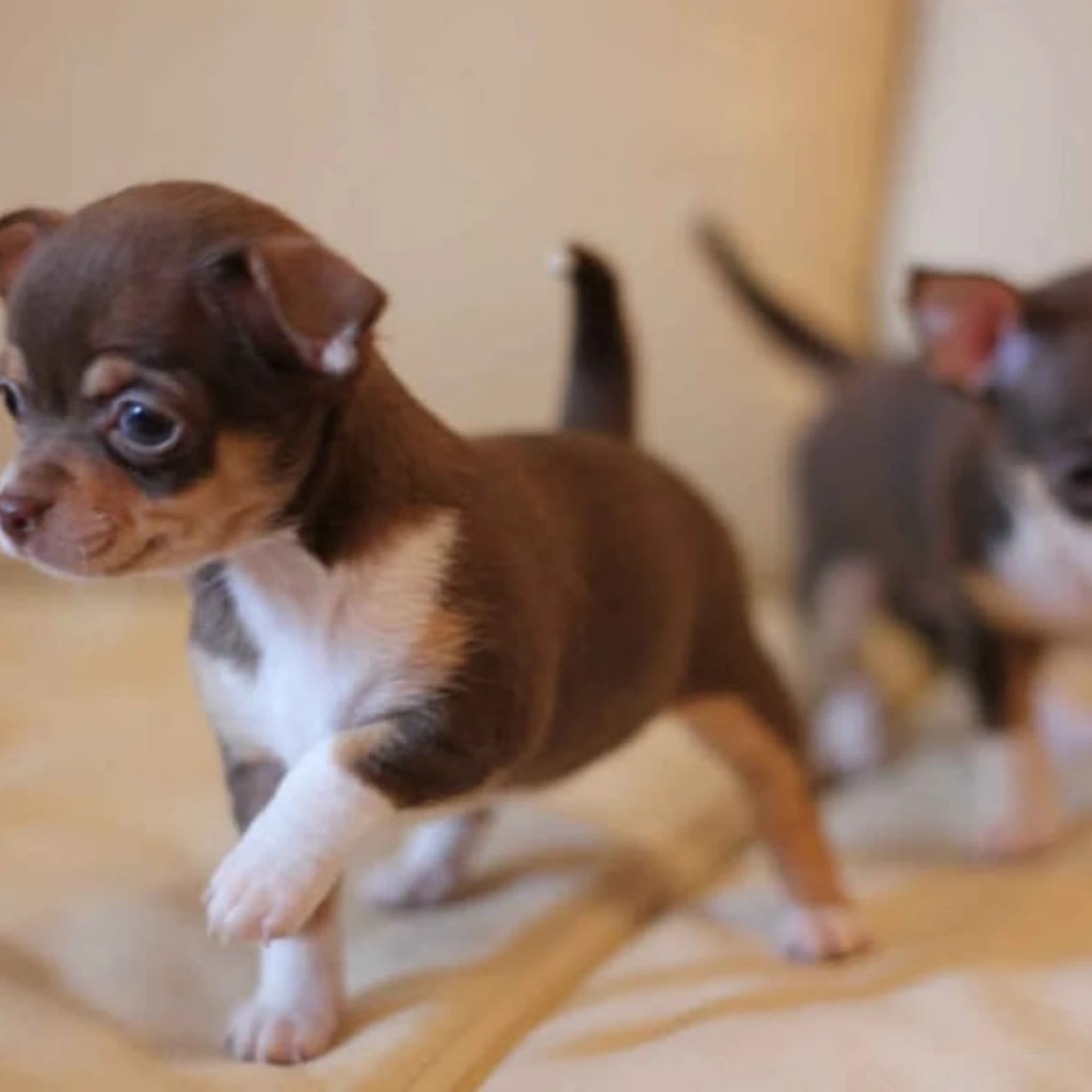 Galería Chihuahua — foto 2 · Animal Pets Medellín
