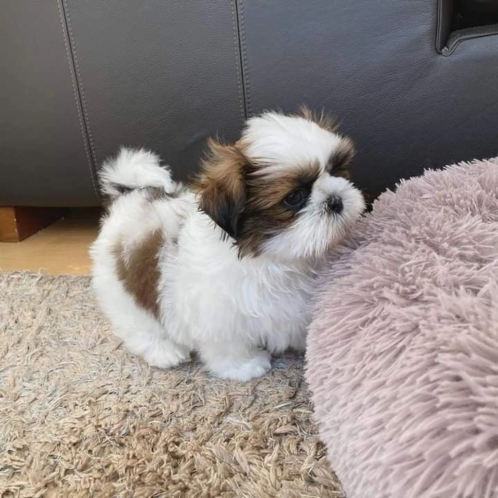 Galería Shih Tzu — foto 3 · Animal Pets Medellín