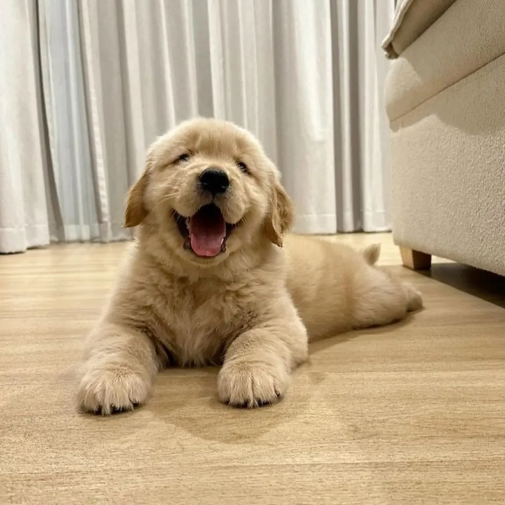 Golden Retriever en Cali — precio y disponibilidad