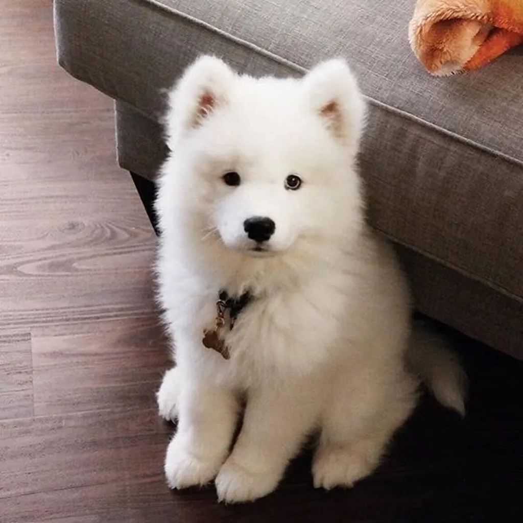 Galería Samoyedo — foto 2 · Animal Pets Medellín