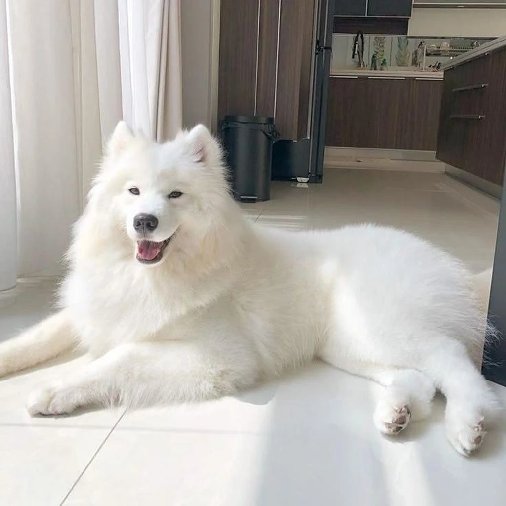 Galería Samoyedo — foto 3 · Animal Pets Medellín