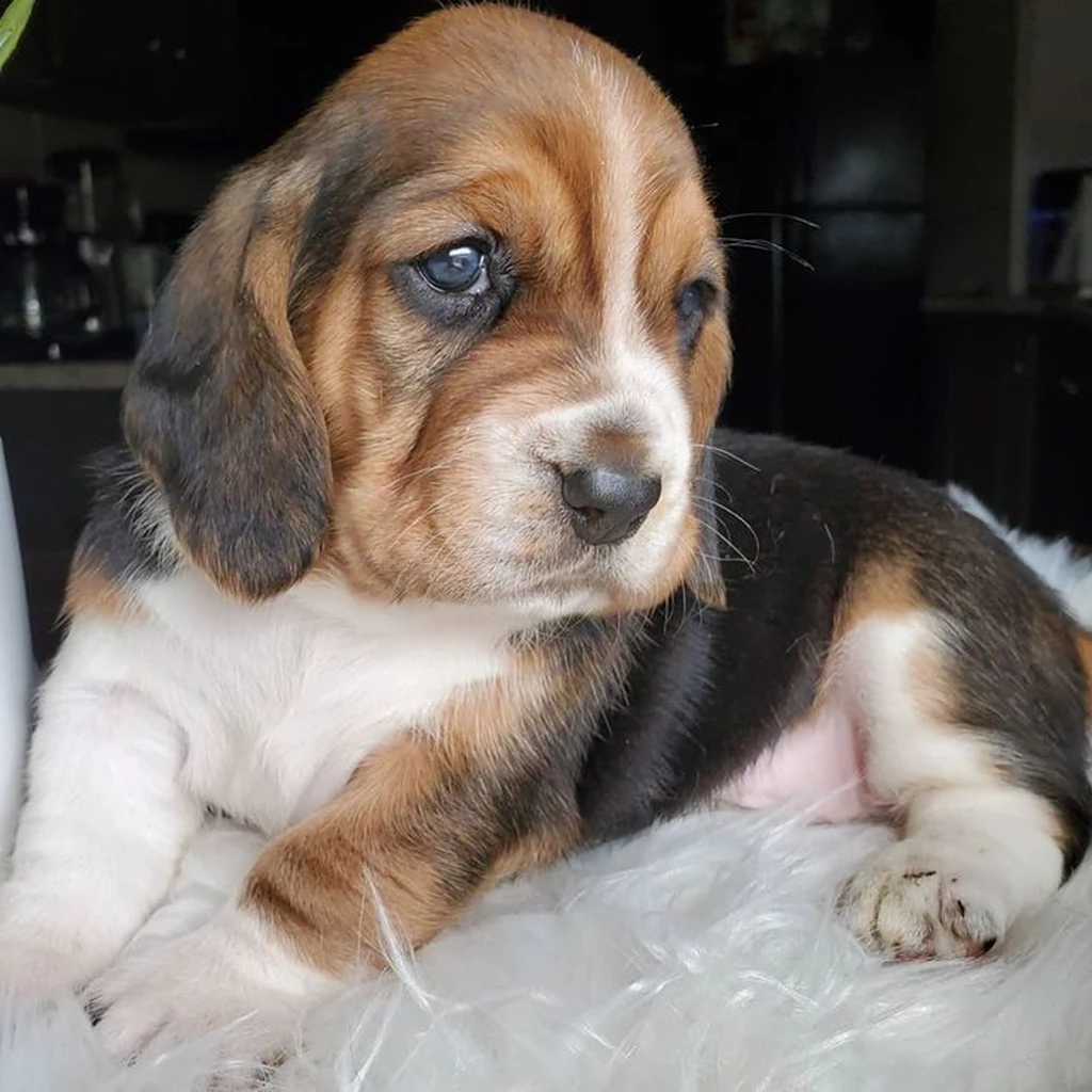 Cachorro Basset Hound de raza pura disponible en Animal Pets Medellín