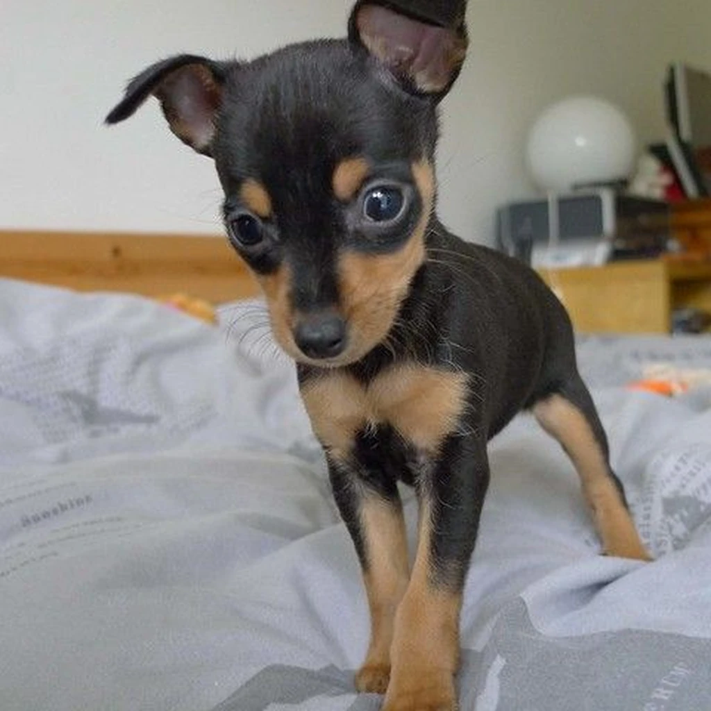 Galería Pinscher Miniatura — foto 3 · Animal Pets Medellín