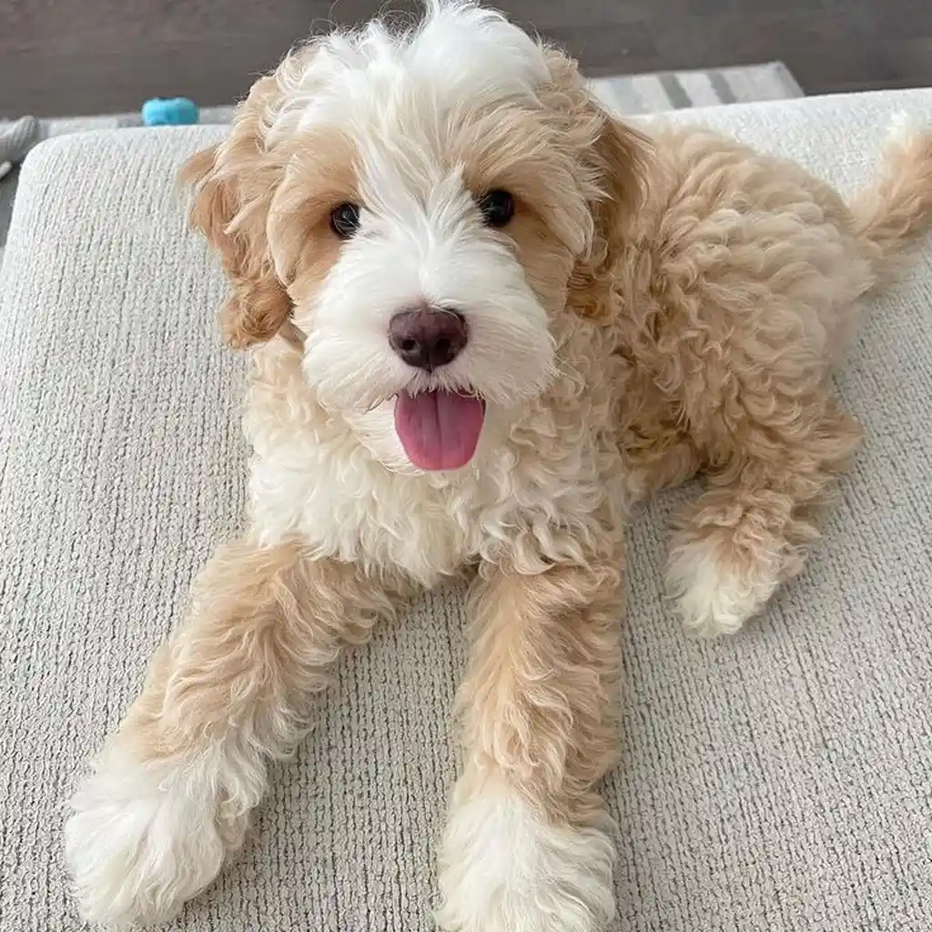 Galería Golden Doodle — foto 2 · Animal Pets Medellín
