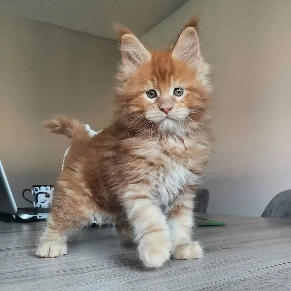 Galería Gato Maine Coon — foto 3 · Animal Pets Medellín