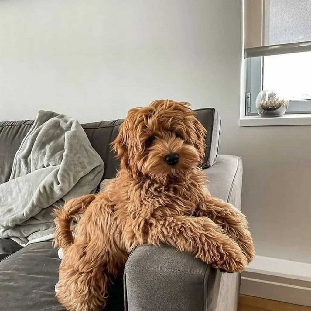 Cachorro Golden Doodle de raza pura disponible en Animal Pets Medellín
