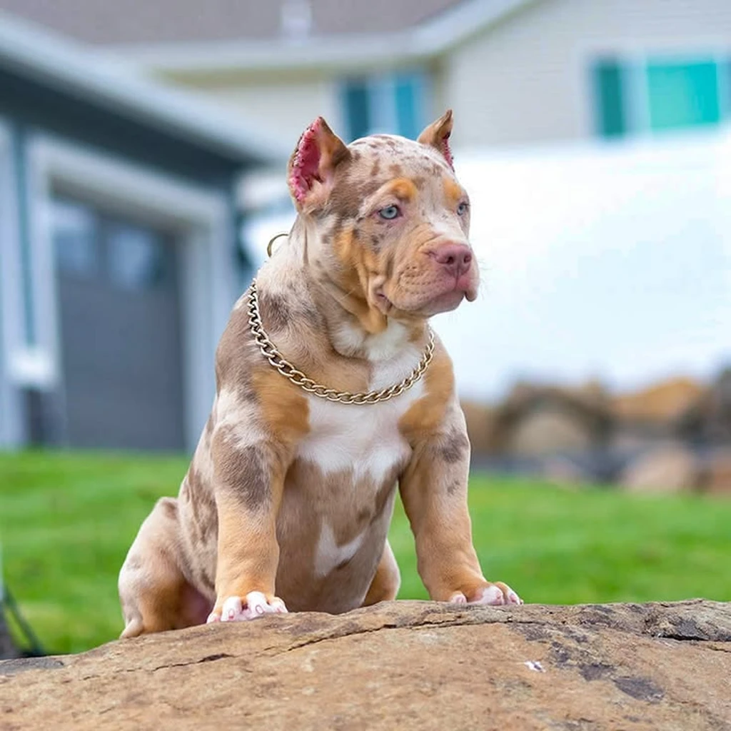 Cachorro American Bully de raza pura disponible en Animal Pets Medellín