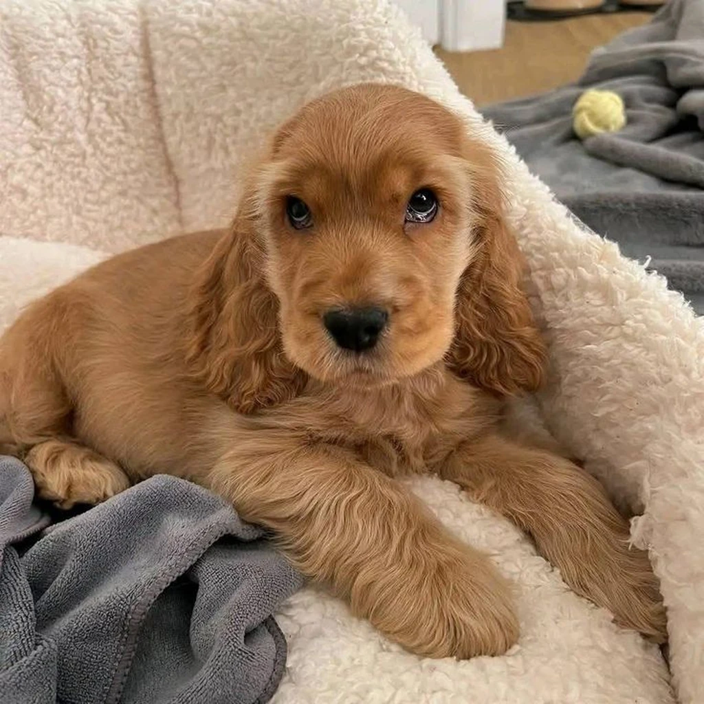 Galería Cocker Spaniel — foto 2 · Animal Pets Medellín