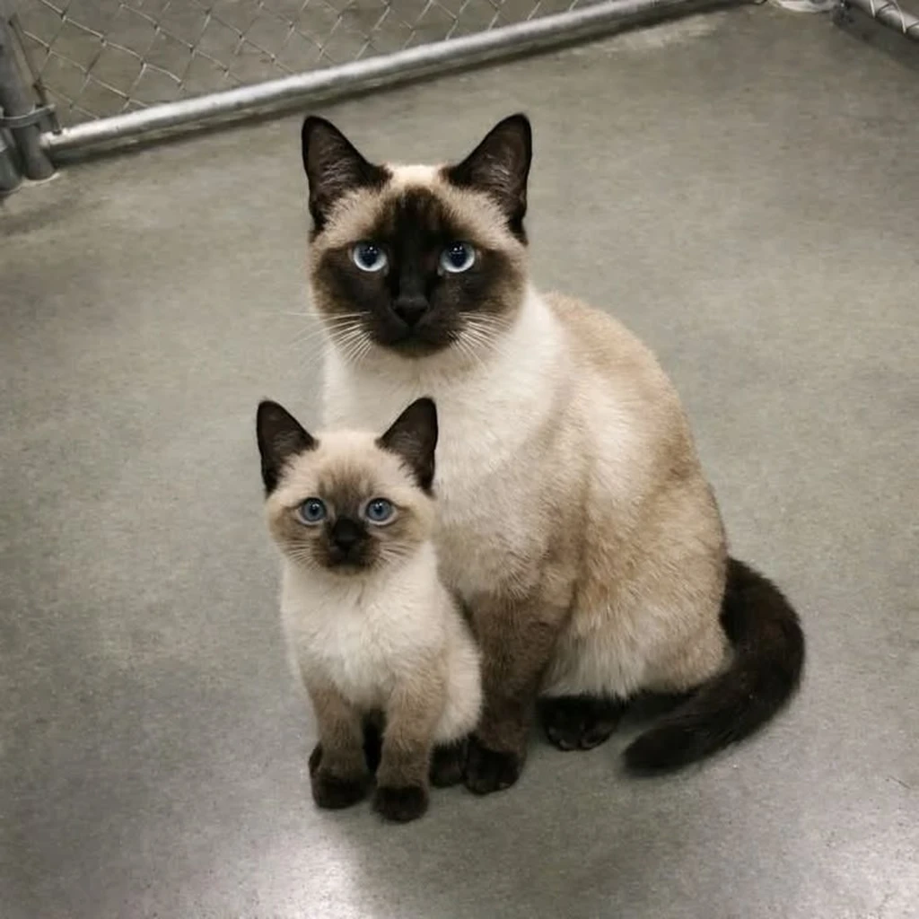 Cachorro Gato Siamés de raza pura disponible en Animal Pets Medellín