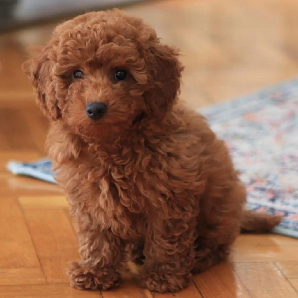 French Poodle (Caniche) en Medellín — precio y disponibilidad