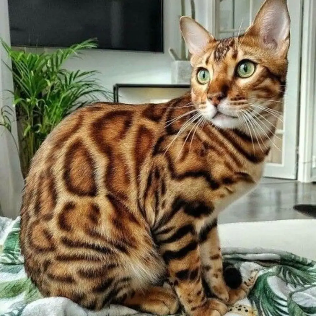 Cachorro Gato Bengalí de raza pura disponible en Animal Pets Medellín